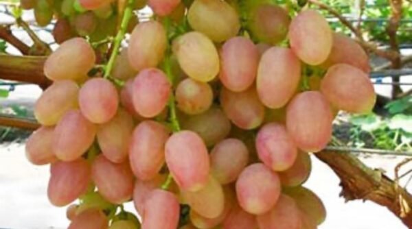Uva Rosè senza semi