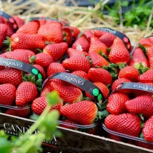 Fragole Candonga