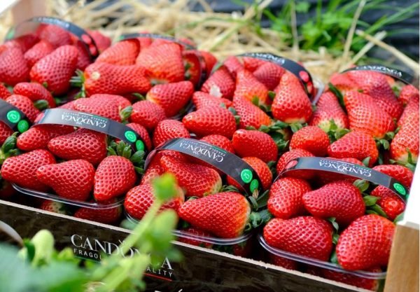 Fragole Candonga
