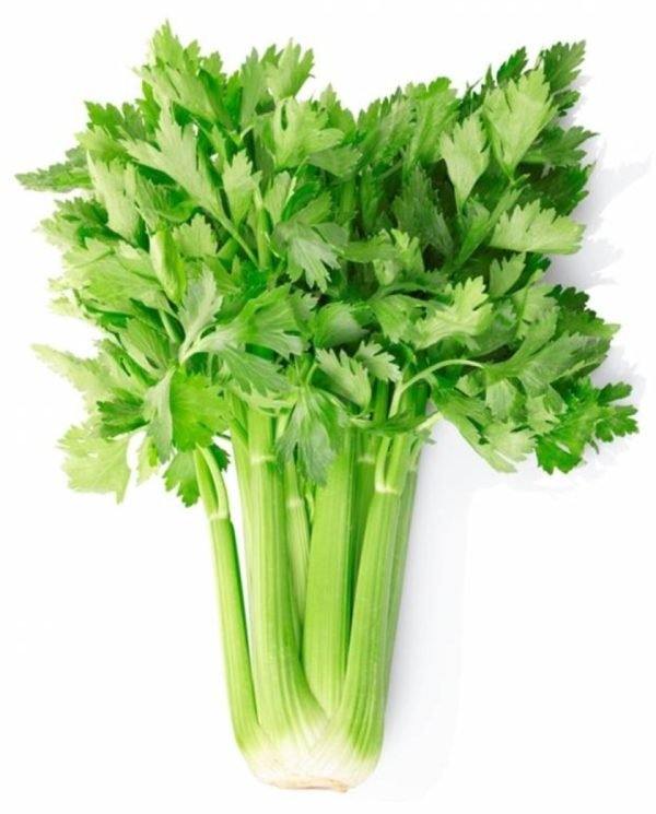 Sedano