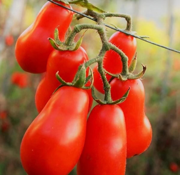 Pomodoro Perino Insalataro