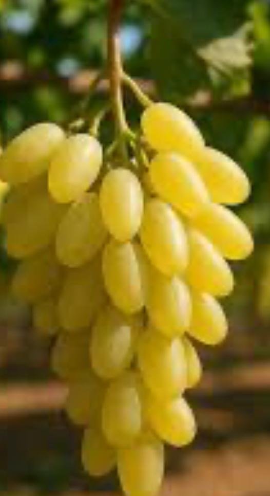 Uva Pizzutella extra