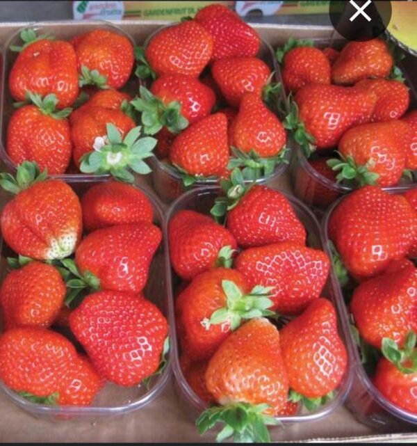 Fragole