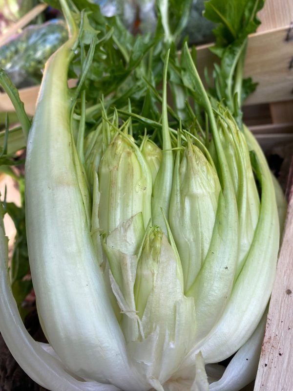 Puntarelle da crudo