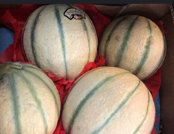 Melone Dolcissimo Guadalupe