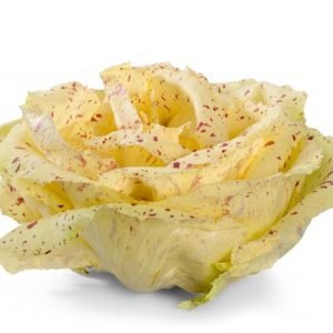 Insalata Castelfranco